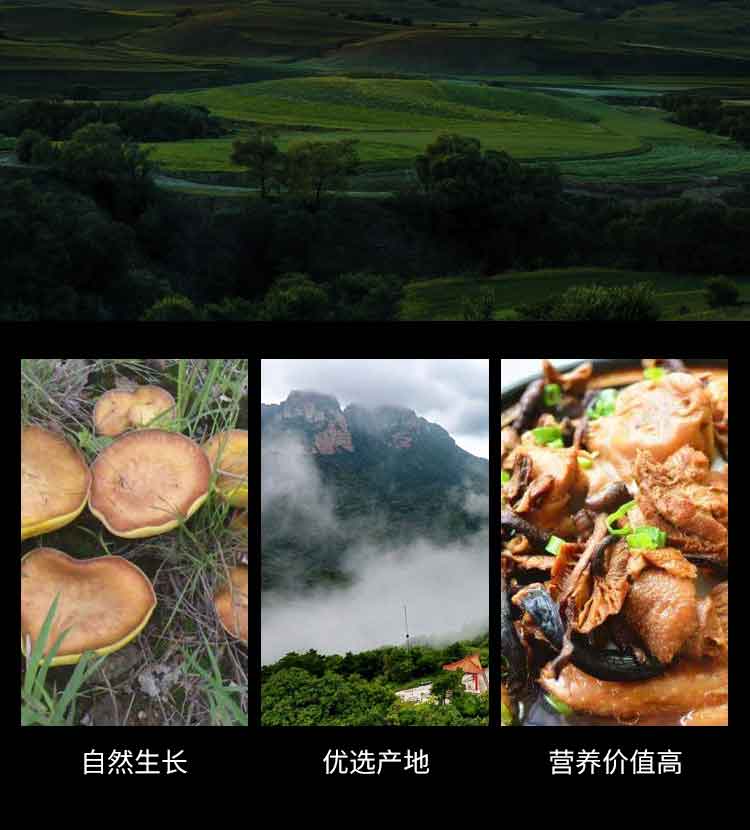松蘑_08.jpg